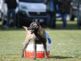 10 chiots Bergers Belges Malinois à réserver (LOF)