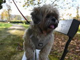 Cherche un petit mâle Lhassa Apso pour saillie