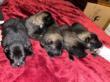 Chiots Eurasier LOF à vendre