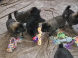 Chiots Eurasier LOF à vendre