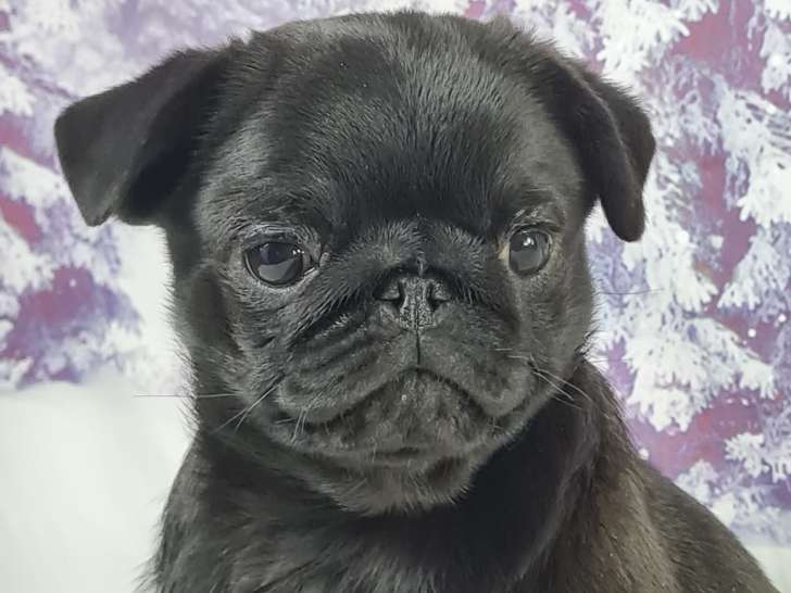 Viktor