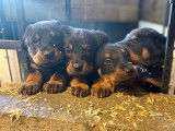 10 chiots Bergers de Beauce LOF à réserver