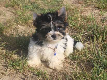 Aladdin Prince des Perles de Lahn - M&acirc;le Biewer petit gabarit