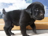 3 chiots mâles Labrador Retrievers noirs LOF à vendre