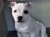 À vendre un chiot mâle Staffordshire Bull Terrier bicolore LOF