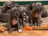 Chiots American Staffordshire Terrier bleus LOF à vendre