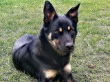 Un chiot mâle Kelpie Australien noir et feu LOF disponible à la vente
