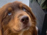 Chien Berger Australien LOF disponible pour saillie