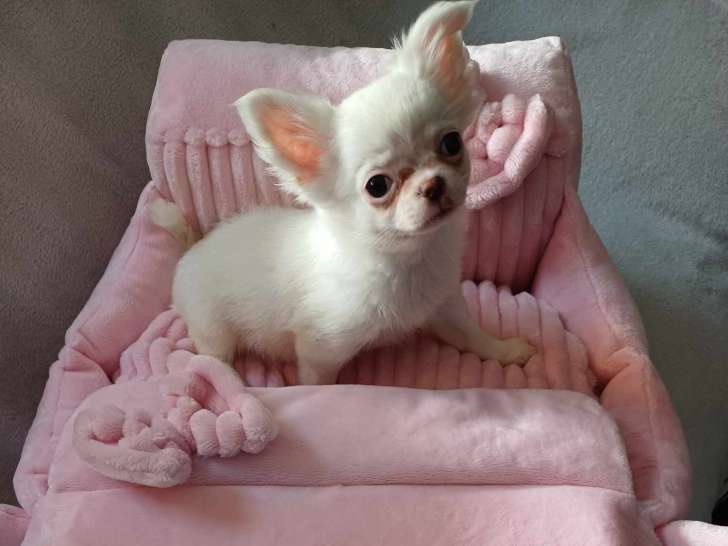 Magnifiques chiots Chihuahuas à vendre