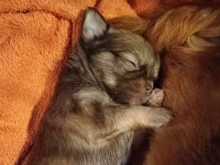 Magnifiques chiots Chihuahuas à vendre