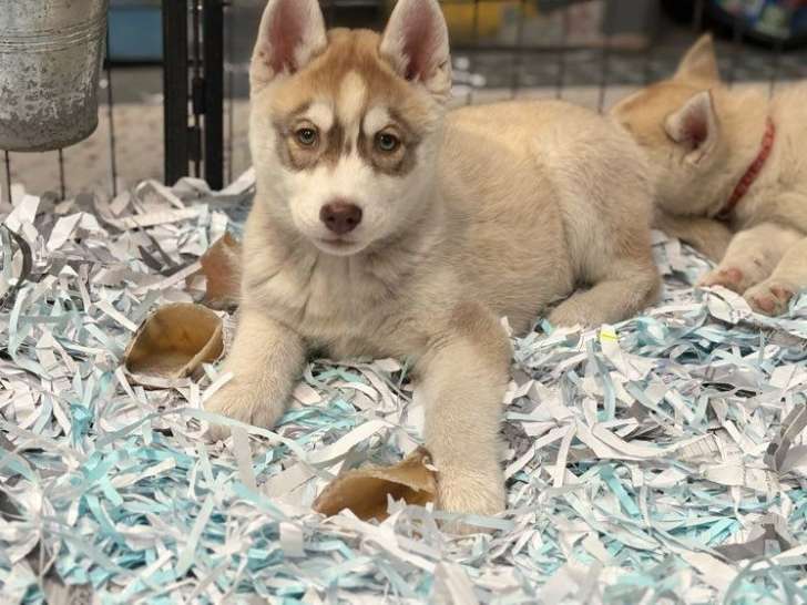 7 chiots Husky Sibérien LOF à vendre
