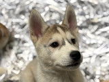 7 chiots Husky Sibérien LOF à vendre