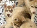 7 chiots Husky Sibérien LOF à vendre