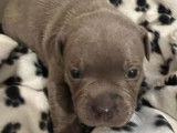 4 chiots Staffordshire Bull Terrier LOF à réserver