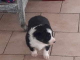 Chiots Border Collie à vendre