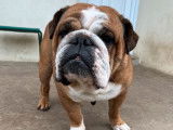 À vendre : chienne Bulldog Anglais LOF