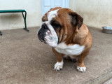 À vendre : chienne Bulldog Anglais LOF
