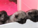 Chiots Spitz-Loups LOF à réserver