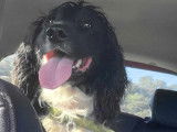 À adopter : chien Épagneul Cocker Anglais noir et blanc