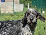 Disponible à l'adoption : chien Griffon Nivernais de 3 ans