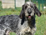 Disponible à l'adoption : chien Griffon Nivernais de 3 ans