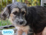 À adopter, chiot mâle noir et beige