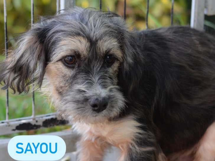 À adopter, chiot mâle noir et beige