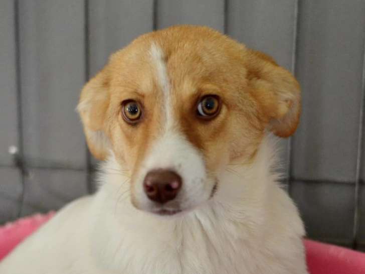 À la recherche d’une famille, chiot femelle roux et blanc