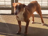 En attente d'adoption : chien Podenco de 2 ans