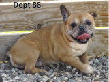 Chien Bouledogue Français fauve à adopter