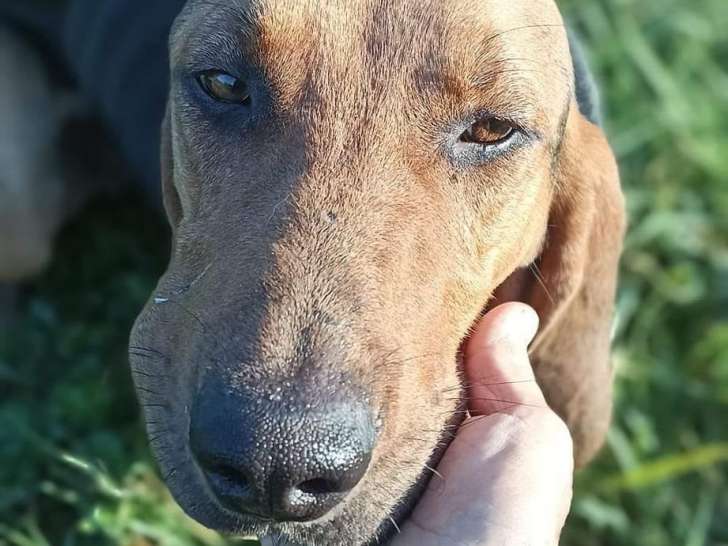 Chien Bruno du Jura d'un an à accueillir