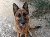 Chien Berger Allemand en attente d’une famille