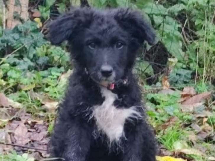 Prêt pour l'adoption : chiot femelle de 3 mois