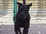 À accueillir : chien noir