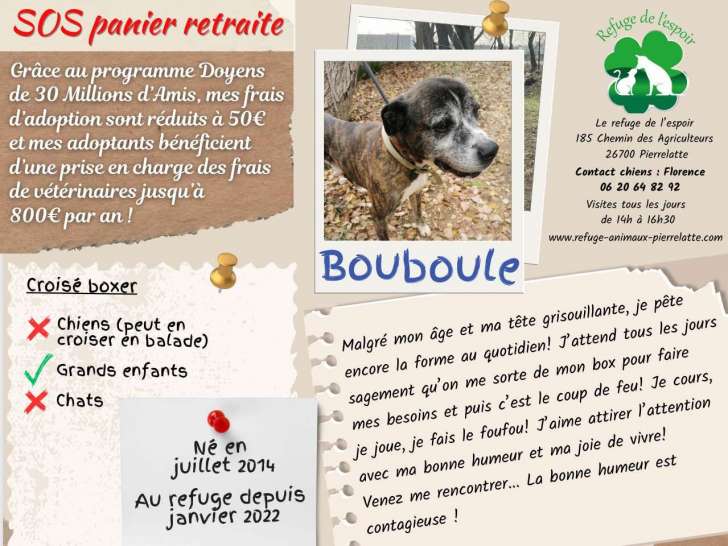 À la recherche d'un foyer : chien adulte