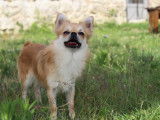 Chiots Chihuahua à poil long à vendre