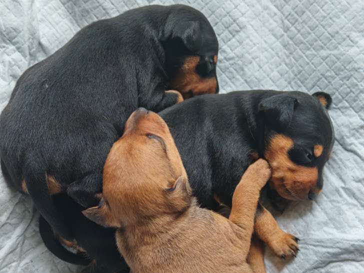 Chiots Pinscher Nain à vendre