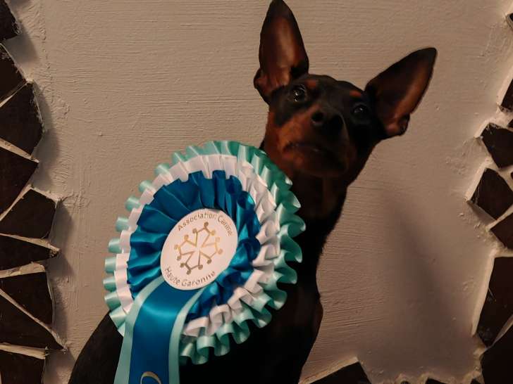 Chiots Pinscher Nain à réserver