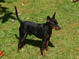 Chiots Pinscher Nain à réserver