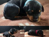 Chiots Pinscher Nain à réserver