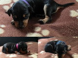 Chiots Pinscher Nain à réserver