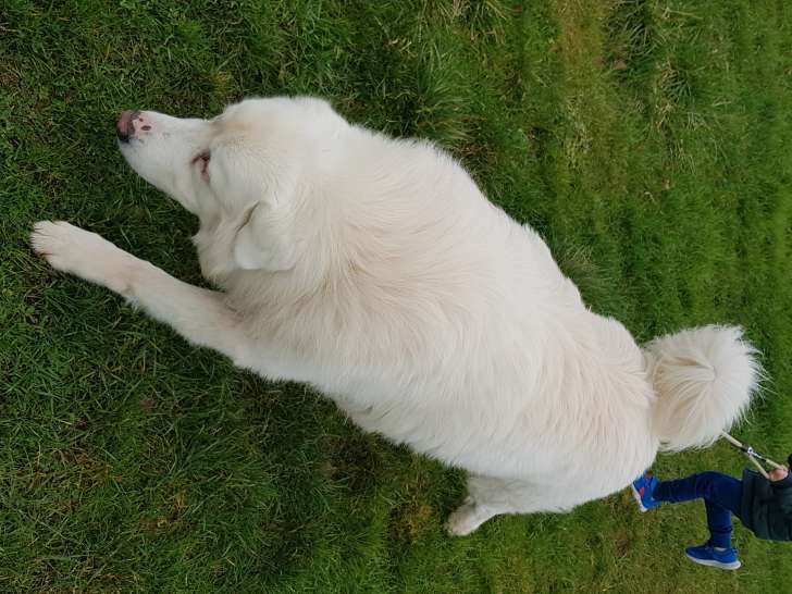 Marley, mâle Patou disponible pour saillie
