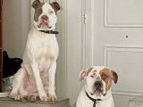 2 chiens de type Dogue à donner