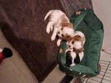 3 femelles Cavalier King Charles à réserver