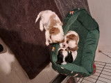 3 femelles Cavalier King Charles à réserver