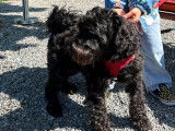 Sunny, adorable chienne Schnauzer Nain disponible pour saillie