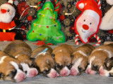 Chiots Welsh Corgi Pembroke LOF à vendre