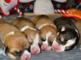 Chiots Welsh Corgi Pembroke LOF à vendre