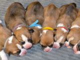 Chiots Welsh Corgi Pembroke LOF à vendre