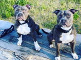 Mâle Américain Stafforshird Terrier bleu pour saillie